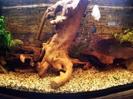 80 gallons freshwater fish tank (mostly fish and non-living decorations) - cichlid tank 80 gallons freshwater fish tank (mostly fish and non-living decorations) - cichlid tank