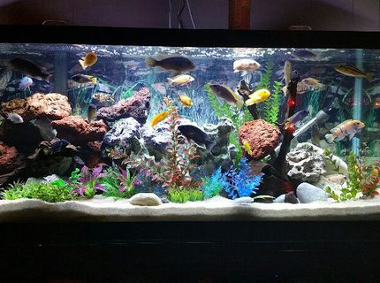 Rated #3: 75 Gallons Freshwater Fish Tank - 75 gallon mixed African cichlid tank containing about 30 fish and some fry. Rated #3: 75 Gallons Freshwater Fish Tank - 75 gallon mixed African cichlid tank containing about 30 fish and some fry.