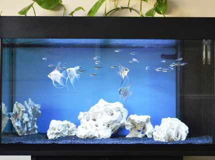 33 gallons freshwater fish tank (mostly fish and non-living decorations) - Angels and black neons 33 gallons freshwater fish tank (mostly fish and non-living decorations) - Angels and black neons