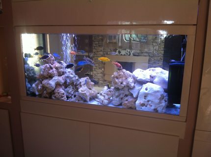 70 gallons freshwater fish tank (mostly fish and non-living decorations) - cichlid tank 70 gallons freshwater fish tank (mostly fish and non-living decorations) - cichlid tank