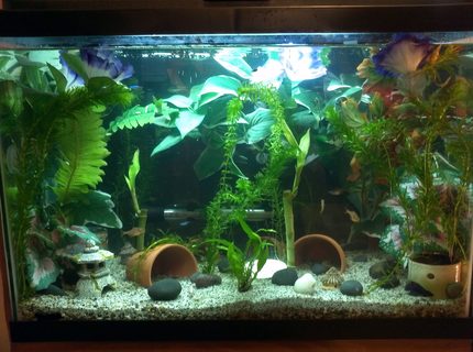 20 gallons freshwater fish tank (mostly fish and non-living decorations) - 20 gal freshwater community tank 20 gallons freshwater fish tank (mostly fish and non-living decorations) - 20 gal freshwater community tank