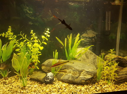 18 gallons freshwater fish tank (mostly fish and non-living decorations) - My current tank 18 gallons freshwater fish tank (mostly fish and non-living decorations) - My current tank