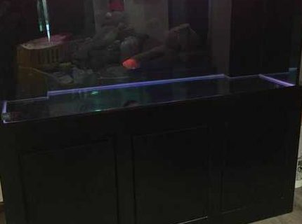 280 gallons freshwater fish tank (mostly fish and non-living decorations) - 121 280 gallons freshwater fish tank (mostly fish and non-living decorations) - 121
