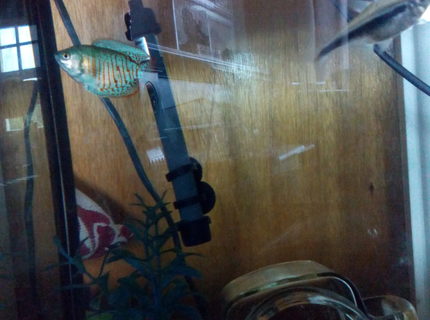 20 gallons freshwater fish tank (mostly fish and non-living decorations) - Blue dwarf Gourami 20 gallons freshwater fish tank (mostly fish and non-living decorations) - Blue dwarf Gourami