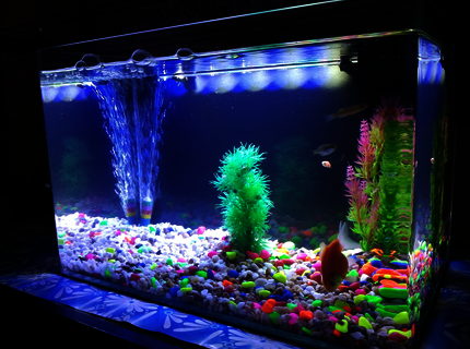 6 gallons freshwater fish tank (mostly fish and non-living decorations) - 2 weeks with this new tank 6 gallons freshwater fish tank (mostly fish and non-living decorations) - 2 weeks with this new tank