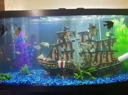 72 gallons freshwater fish tank (mostly fish and non-living decorations) - Three weeks Tank 72 gallons freshwater fish tank (mostly fish and non-living decorations) - Three weeks Tank