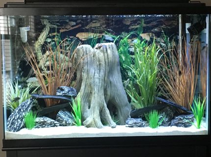 45 gallons freshwater fish tank (mostly fish and non-living decorations) - Freshwater Tank - Juvenile Cichlids 45 gallons freshwater fish tank (mostly fish and non-living decorations) - Freshwater Tank - Juvenile Cichlids