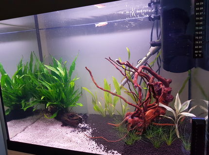 20 gallons freshwater fish tank (mostly fish and non-living decorations) - My new and first setup 20 gallons freshwater fish tank (mostly fish and non-living decorations) - My new and first setup