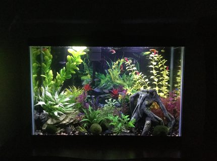 15 gallons freshwater fish tank (mostly fish and non-living decorations) - 15 gallon freshwater 15 gallons freshwater fish tank (mostly fish and non-living decorations) - 15 gallon freshwater
