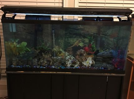 50 gallons freshwater fish tank (mostly fish and non-living decorations) - My Adult cichlid tank. 50 gallons freshwater fish tank (mostly fish and non-living decorations) - My Adult cichlid tank.