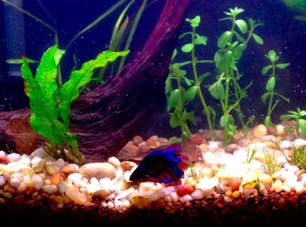 60 gallons freshwater fish tank (mostly fish and non-living decorations) - 6.6g low tech planted betta tank. 60 gallons freshwater fish tank (mostly fish and non-living decorations) - 6.6g low tech planted betta tank.