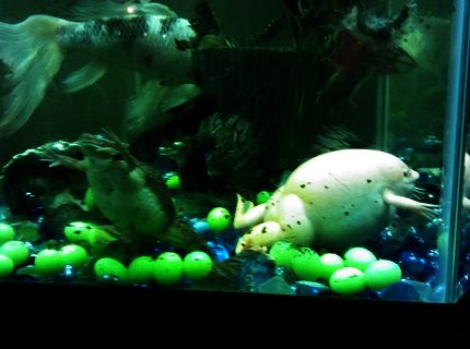 35 gallons freshwater fish tank (mostly fish and non-living decorations) - My 4 pets 35 gallons freshwater fish tank (mostly fish and non-living decorations) - My 4 pets