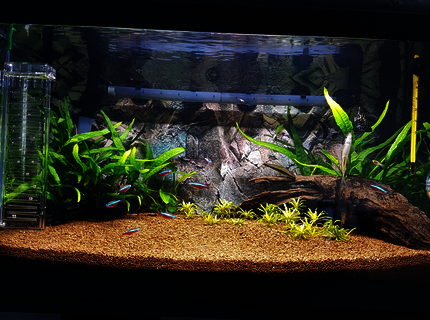 15 gallons freshwater fish tank (mostly fish and non-living decorations) - My first bedroom tank 15 gallons freshwater fish tank (mostly fish and non-living decorations) - My first bedroom tank