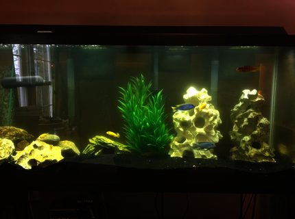 6 gallons freshwater fish tank (mostly fish and non-living decorations) - Normal activity in a mostly male African tank 6 gallons freshwater fish tank (mostly fish and non-living decorations) - Normal activity in a mostly male African tank