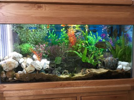 44 gallons freshwater fish tank (mostly fish and non-living decorations) - Front view of 200l Freshwater Tank 44 gallons freshwater fish tank (mostly fish and non-living decorations) - Front view of 200l Freshwater Tank