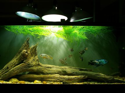 Rated #9: 55 Gallons Freshwater Fish Tank - Electric Blue M/Normal F Jack Dempsey pair, two convict F, one Honduran Red Point/Convict hybrid M, two Port Acara F, eight Red Minor tetras, eight Black Skirt tetras, one Blue Florida freshwater cray. Rated #9: 55 Gallons Freshwater Fish Tank - Electric Blue M/Normal F Jack Dempsey pair, two convict F, one Honduran Red Point/Convict hybrid M, two Port Acara F, eight Red Minor tetras, eight Black Skirt tetras, one Blue Florida freshwater cray.