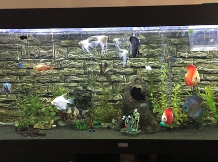 180 gallons freshwater fish tank (mostly fish and non-living decorations) - Juwel Rio 400 180 gallons freshwater fish tank (mostly fish and non-living decorations) - Juwel Rio 400