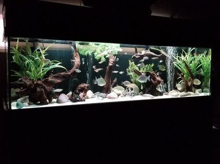Rated #3: 125 Gallons Freshwater Fish Tank - 125 gallon Rated #3: 125 Gallons Freshwater Fish Tank - 125 gallon