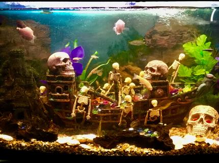 180 gallons freshwater fish tank (mostly fish and non-living decorations) - Shipwrecked 180 gallons freshwater fish tank (mostly fish and non-living decorations) - Shipwrecked