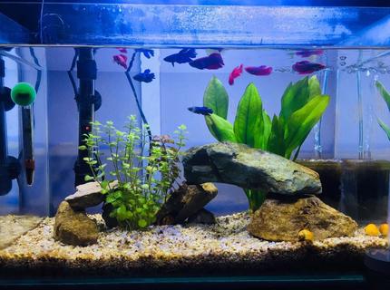13 gallons freshwater fish tank (mostly fish and non-living decorations) - Siamese fighter tank, 9 female fish, 3 apple snails 13 gallons freshwater fish tank (mostly fish and non-living decorations) - Siamese fighter tank, 9 female fish, 3 apple snails