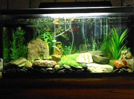 50 gallons freshwater fish tank (mostly fish and non-living decorations) - 50 gal. Freshwater tank. 50 gallons freshwater fish tank (mostly fish and non-living decorations) - 50 gal. Freshwater tank.