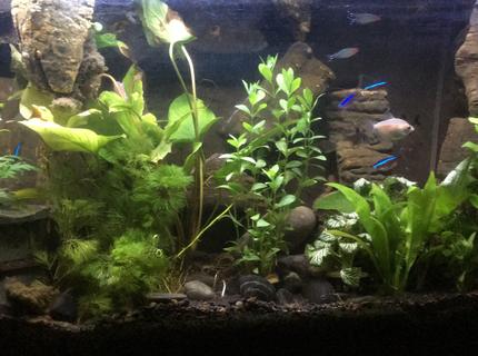 25 gallons freshwater fish tank (mostly fish and non-living decorations) - DIY background with styrofoam and cement, has a sand/waterfall and all elements (filter, heater, hidden behind behind) 25 gallons freshwater fish tank (mostly fish and non-living decorations) - DIY background with styrofoam and cement, has a sand/waterfall and all elements (filter, heater, hidden behind behind)