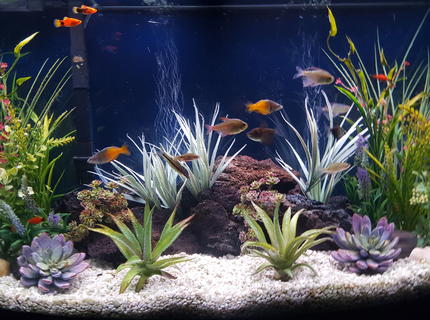 46 gallons freshwater fish tank (mostly fish and non-living decorations) - My freshwater community aquarium 46 gallons freshwater fish tank (mostly fish and non-living decorations) - My freshwater community aquarium
