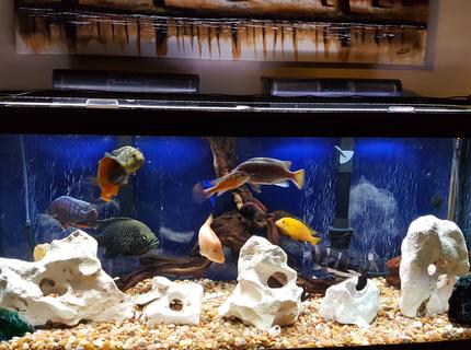 75 gallons freshwater fish tank (mostly fish and non-living decorations) - Some of my fish 75 gallons freshwater fish tank (mostly fish and non-living decorations) - Some of my fish