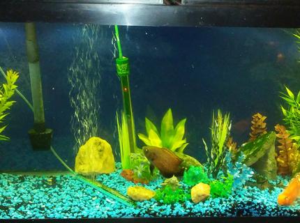 55 gallons freshwater fish tank (mostly fish and non-living decorations) - 3 inch red oscar named Brick and a 4 inch blood parrot named lucky cuz I saved it from someone that has no idea what was goin on. Also a 6 inch high fin plecco. I have a little jewel cichlid in there too 55 gallons freshwater fish tank (mostly fish and non-living decorations) - 3 inch red oscar named Brick and a 4 inch blood parrot named lucky cuz I saved it from someone that has no idea what was goin on. Also a 6 inch high fin plecco. I have a little jewel cichlid in there too