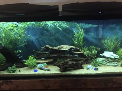 55 gallons freshwater fish tank (mostly fish and non-living decorations) - My tank 55 gallons freshwater fish tank (mostly fish and non-living decorations) - My tank