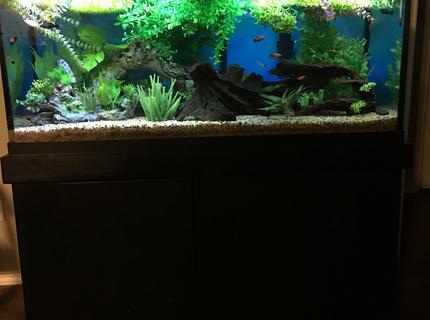 75 gallons freshwater fish tank (mostly fish and non-living decorations) - Entire tank 75 gallons freshwater fish tank (mostly fish and non-living decorations) - Entire tank