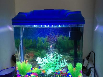 10 gallons freshwater fish tank (mostly fish and non-living decorations) - 10 gallon fish tank 10 gallons freshwater fish tank (mostly fish and non-living decorations) - 10 gallon fish tank