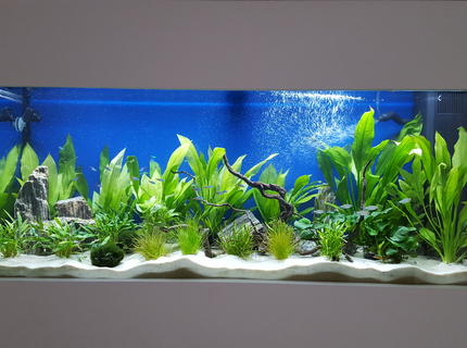 Rated #9: 55 Gallons Freshwater Fish Tank - My first fish tank at 2 months. Rated #9: 55 Gallons Freshwater Fish Tank - My first fish tank at 2 months.