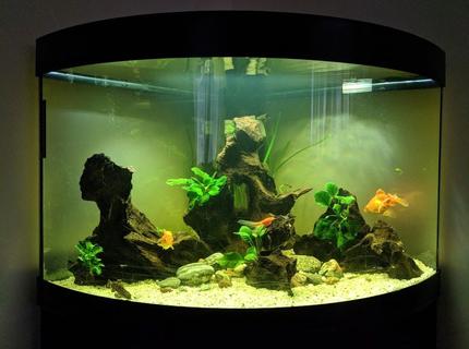 190 gallons freshwater fish tank (mostly fish and non-living decorations) - My 190litre aquarium 190 gallons freshwater fish tank (mostly fish and non-living decorations) - My 190litre aquarium
