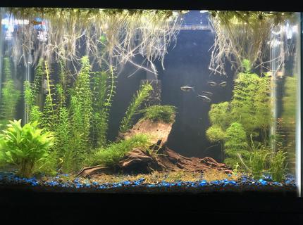 25 gallons freshwater fish tank (mostly fish and non-living decorations) - My first tank, 4 months old 25 gallons freshwater fish tank (mostly fish and non-living decorations) - My first tank, 4 months old