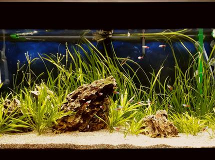 Rated #5: 70 Gallons Freshwater Fish Tank - Juwel Rio 180 L, Co2, LED lights. 2 eheim filters. Rated #5: 70 Gallons Freshwater Fish Tank - Juwel Rio 180 L, Co2, LED lights. 2 eheim filters.