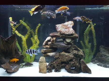 90 gallons freshwater fish tank (mostly fish and non-living decorations) - African Cichlid Tank 90 gallons freshwater fish tank (mostly fish and non-living decorations) - African Cichlid Tank