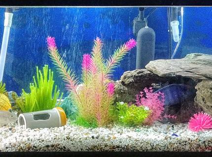 110 gallons freshwater fish tank (mostly fish and non-living decorations) - Assorted cichlid tank. Started calling it bikini bottom because of the sponge Bob house & figurine my 4 year old said we needed to have in there. This tank is always a work in progress as I'm always adding , removing, & remodeling it when I'm able to. 110 gallons freshwater fish tank (mostly fish and non-living decorations) - Assorted cichlid tank. Started calling it bikini bottom because of the sponge Bob house & figurine my 4 year old said we needed to have in there. This tank is always a work in progress as I'm always adding , removing, & remodeling it when I'm able to.
