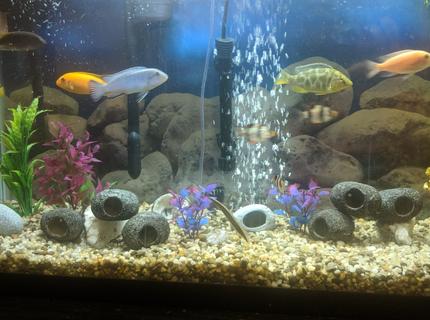 48 gallons freshwater fish tank (mostly fish and non-living decorations) - My tank 48 gallons freshwater fish tank (mostly fish and non-living decorations) - My tank