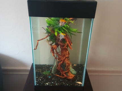 15 gallons freshwater fish tank (mostly fish and non-living decorations) - Distance view 15 gallons freshwater fish tank (mostly fish and non-living decorations) - Distance view