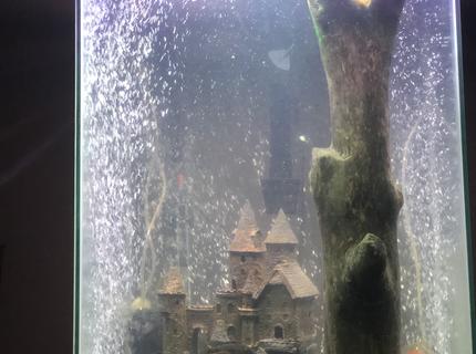 47 gallons freshwater fish tank (mostly fish and non-living decorations) - 47 gallon column tank full of cichlids 47 gallons freshwater fish tank (mostly fish and non-living decorations) - 47 gallon column tank full of cichlids