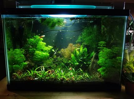 20 gallons freshwater fish tank (mostly fish and non-living decorations) - My 1st community tank. 20 gallons with guppies and their babies, cory cats, ghost shrimps and many ramshorn snails 20 gallons freshwater fish tank (mostly fish and non-living decorations) - My 1st community tank. 20 gallons with guppies and their babies, cory cats, ghost shrimps and many ramshorn snails