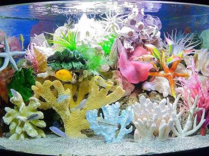 120 gallons freshwater fish tank (mostly fish and non-living decorations) - Made believe sea tank 120 gallons freshwater fish tank (mostly fish and non-living decorations) - Made believe sea tank