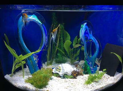 36 gallons freshwater fish tank (mostly fish and non-living decorations) - Blue Glass Lagoon 36 gallons freshwater fish tank (mostly fish and non-living decorations) - Blue Glass Lagoon
