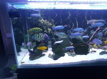 Rated #6: 125 Gallons Freshwater Fish Tank - Random2 Rated #6: 125 Gallons Freshwater Fish Tank - Random2