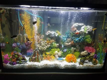 Rated #8: 30 Gallons Freshwater Fish Tank - My tropical community tank! Rated #8: 30 Gallons Freshwater Fish Tank - My tropical community tank!