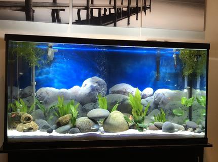 60 gallons freshwater fish tank (mostly fish and non-living decorations) - Low tech, minimalistic 60 gallons freshwater fish tank (mostly fish and non-living decorations) - Low tech, minimalistic