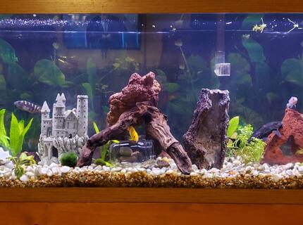 55 gallons freshwater fish tank (mostly fish and non-living decorations) - 55 gal 55 gallons freshwater fish tank (mostly fish and non-living decorations) - 55 gal