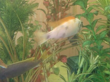 90 gallons freshwater fish tank (mostly fish and non-living decorations) - Addt 90 gallons freshwater fish tank (mostly fish and non-living decorations) - Addt