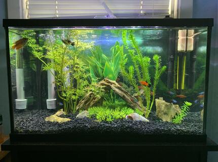 Rated #4: 10 Gallons Freshwater Fish Tank - My 10 gallon semi-planted tank Rated #4: 10 Gallons Freshwater Fish Tank - My 10 gallon semi-planted tank
